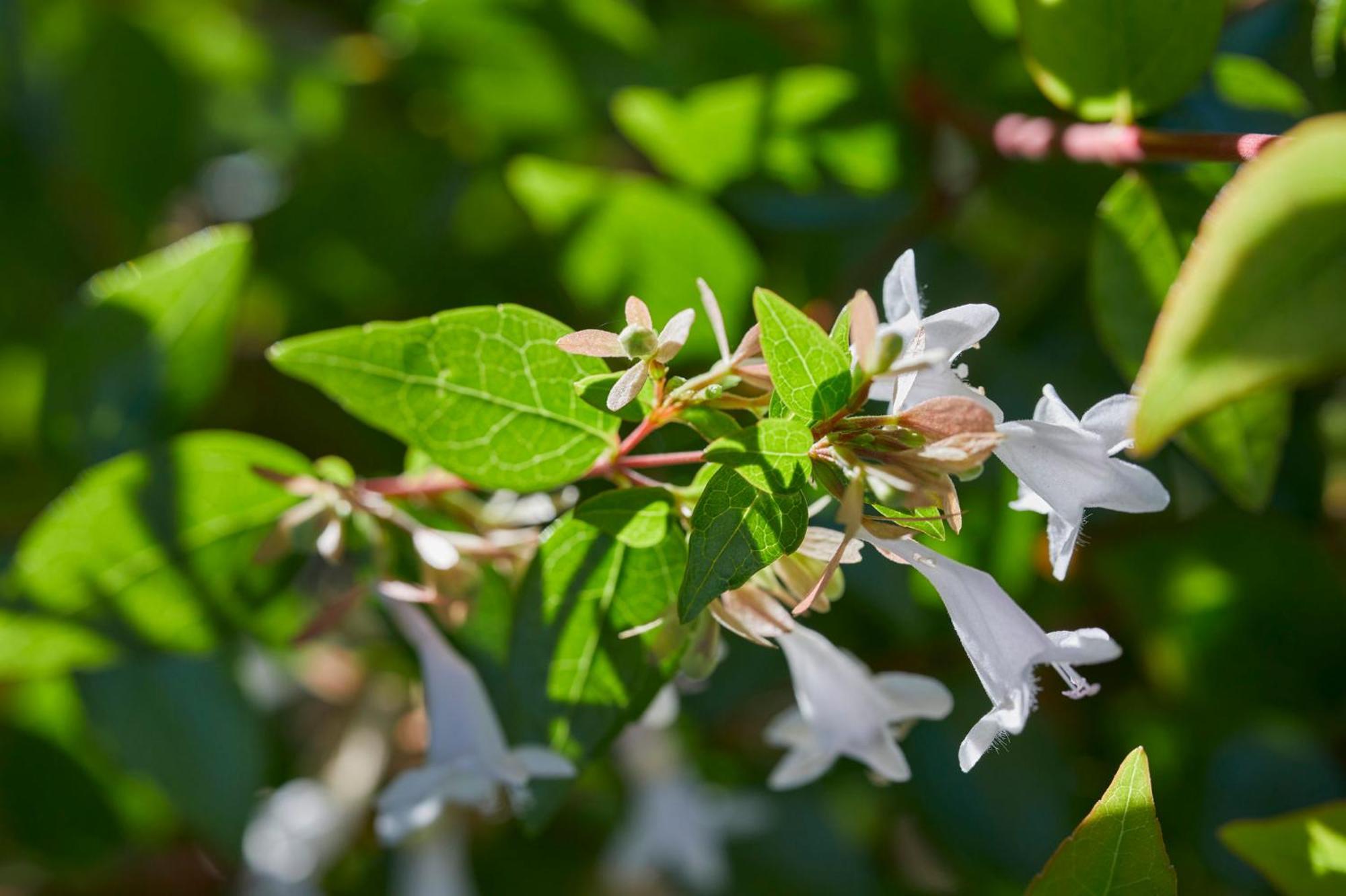 فندق Mandarin Oriental, سانتياغو المظهر الخارجي الصورة Flowering honeysuckle